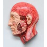 Collectables: A Contempory Anatomical Medical Bust of a Man, 31cm by 42cm
