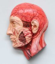 Collectables: A Contempory Anatomical Medical Bust of a Man, 31cm by 42cm