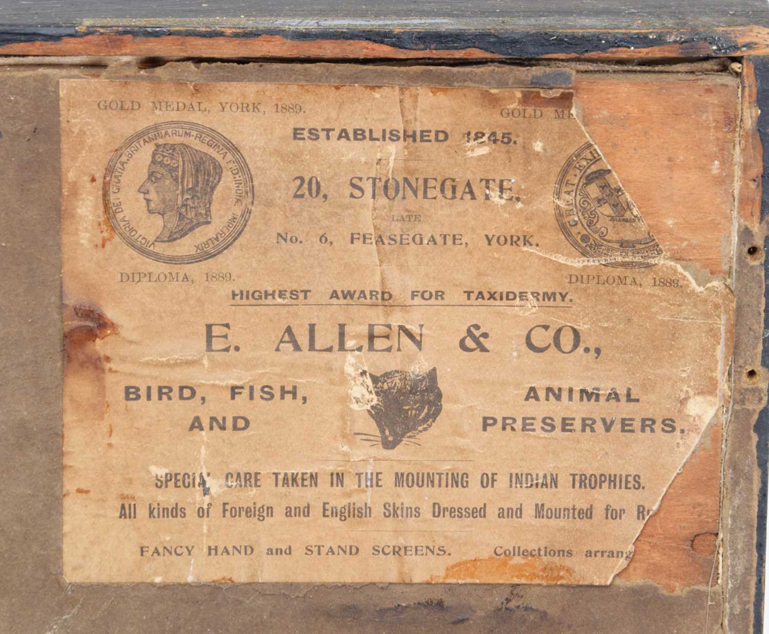 Taxidermy: A Late Victorian Cased Piebald Pheasant (Phasianus colchicus), by E. Allen & Co, - Bild 2 aus 2