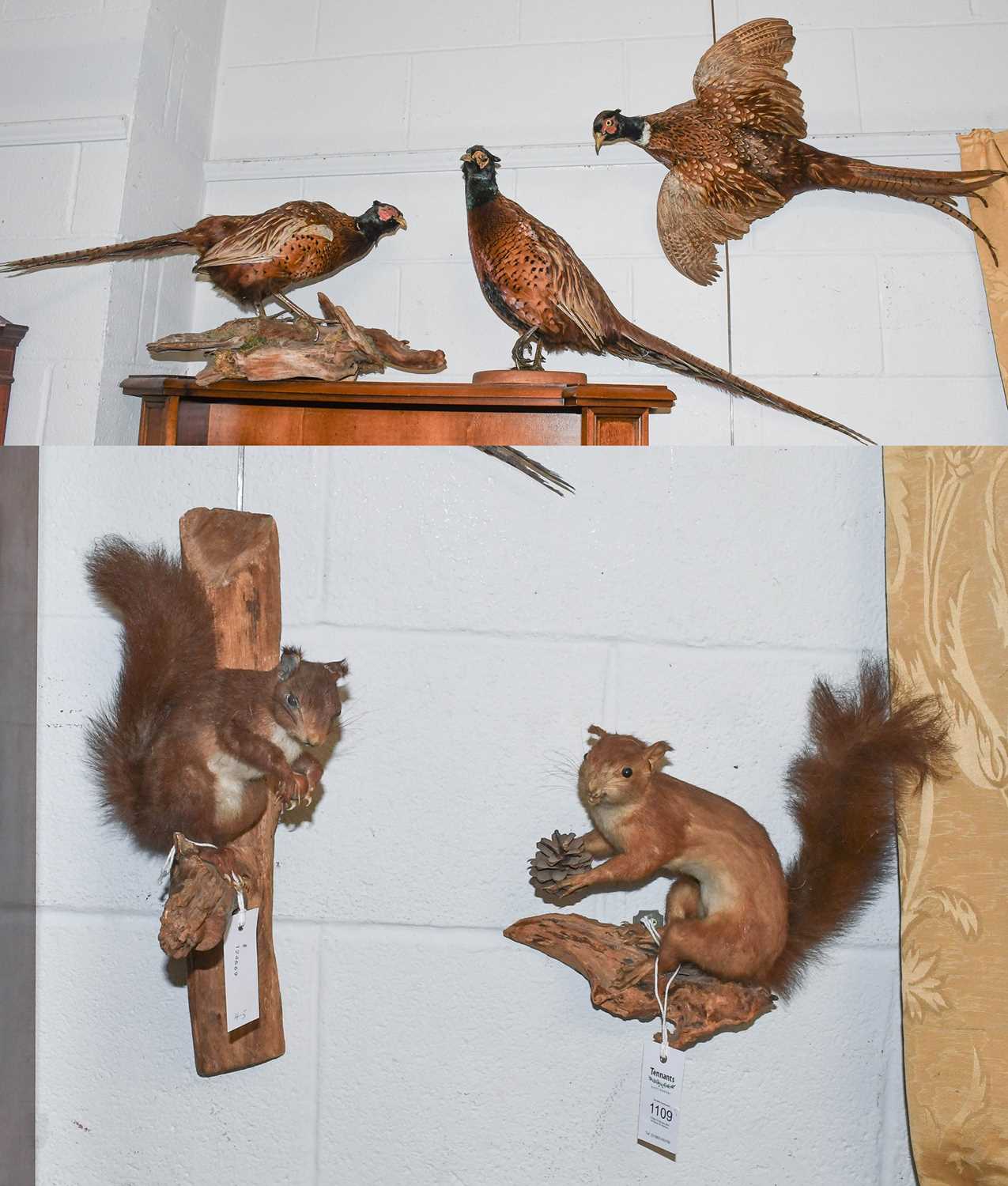 Taxidermy: Three Ring-necked Pheasants and two Red Squirrels, three full mount adult cock Pheasants,