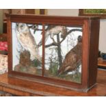 Taxidermy: A Late Victorian Cased Display of Birds, circa 1880-1900, to include - a Barn owl,