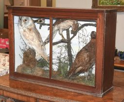 Taxidermy: A Late Victorian Cased Display of Birds, circa 1880-1900, to include - a Barn owl,