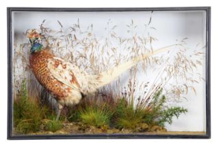 Taxidermy: A Late Victorian Cased Piebald Pheasant (Phasianus colchicus), by E. Allen & Co,