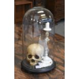 Collectables: A Re-creation of a Human Skull under Dome, a resin re-creation of an adult upper human