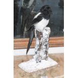 Taxidermy: A European Magpie (Pica pica), modern, by Brian Hodgson, Taxidermy, Carlisle, a full