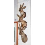 Taxidermy: Three European Roe Deers (Capreolus capreolus), late 20th century, an adult buck neck