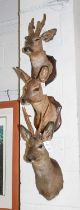Taxidermy: Three European Roe Deers (Capreolus capreolus), late 20th century, an adult buck neck