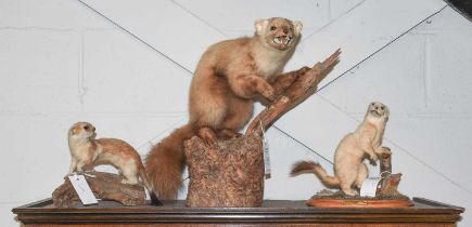 Taxidermy: A Pine Marten and Two Stoats, a full mount adult Pine marten sat upon a cut log, together