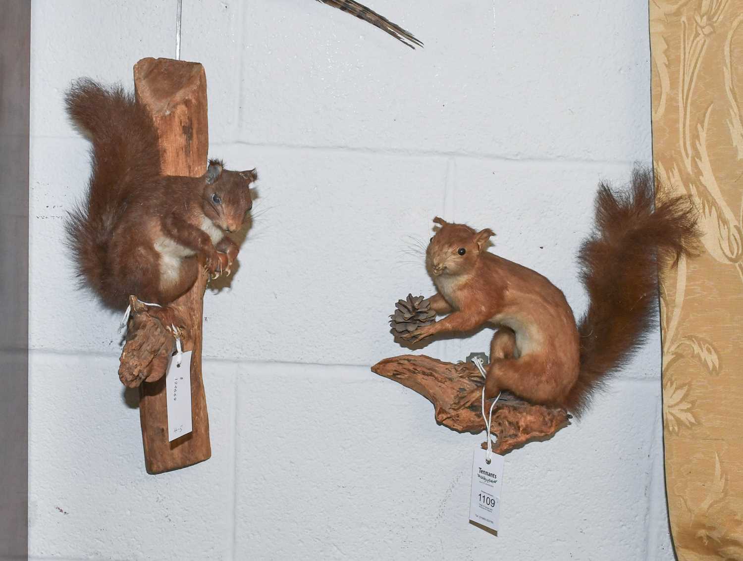 Taxidermy: Three Ring-necked Pheasants and two Red Squirrels, three full mount adult cock Pheasants, - Bild 2 aus 3