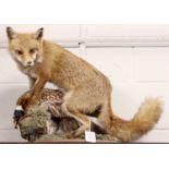 Taxidermy: European Red Fox (Vulpes vulpes), late 20th century, a full mount adult in seated