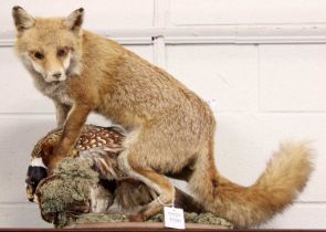 Taxidermy: European Red Fox (Vulpes vulpes), late 20th century, a full mount adult in seated