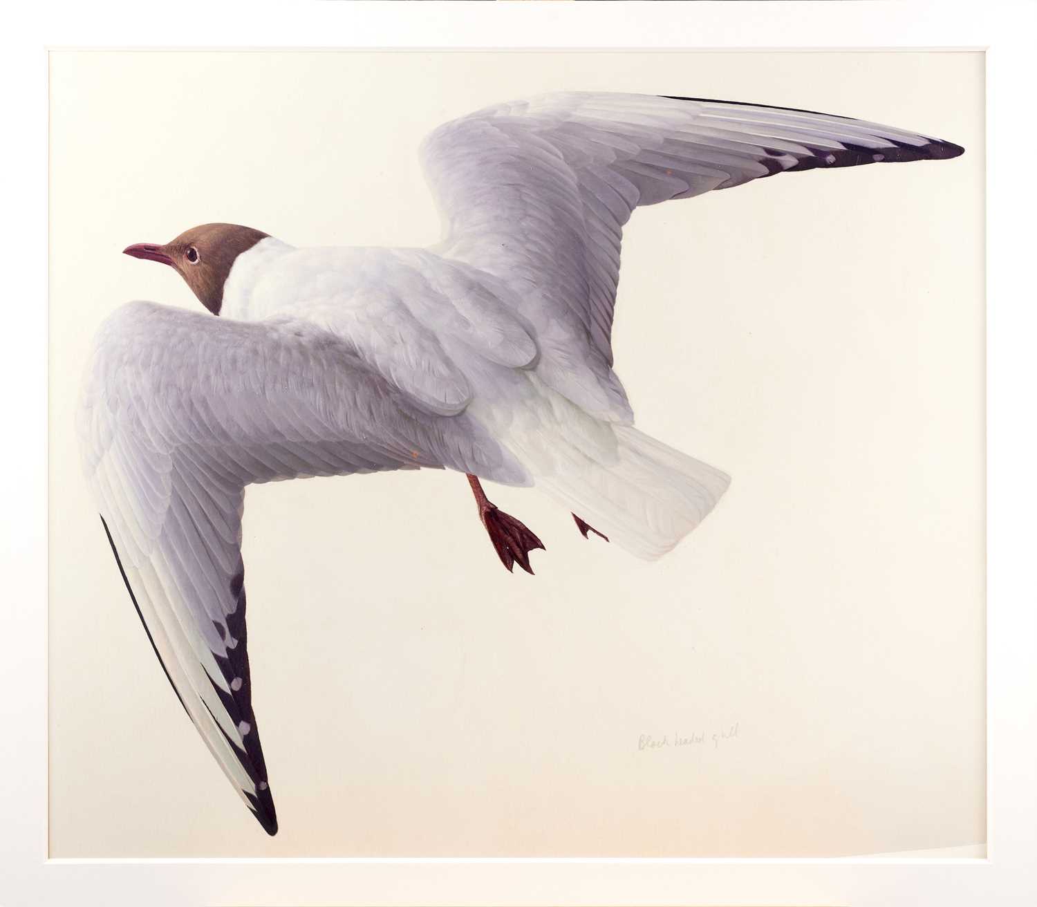 Raymond Booth (1929-2015) "Black Headed Gull" Inscribed, pencil and oil on paper, 40.5cm by 47cm ( - Image 2 of 3