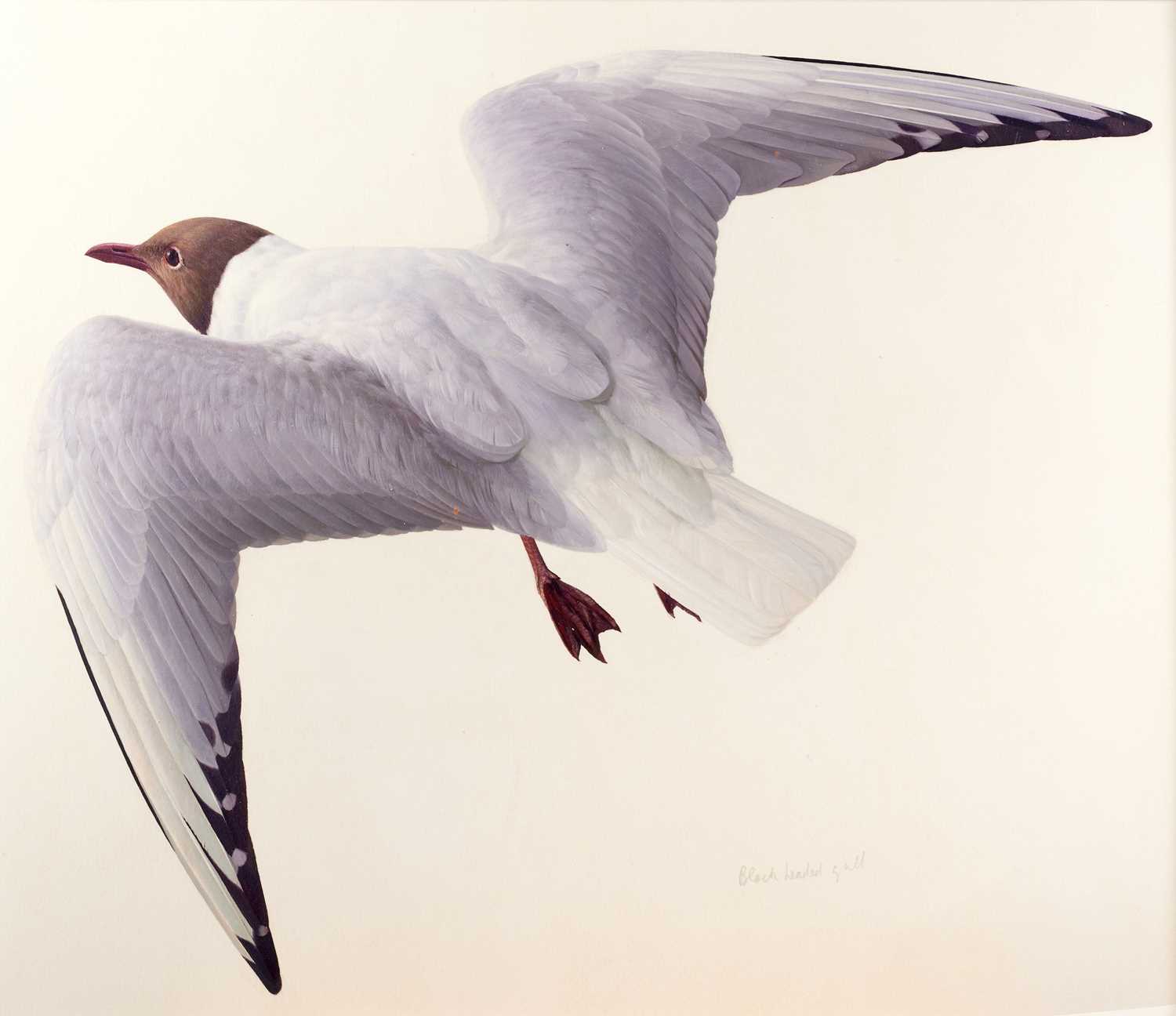 Raymond Booth (1929-2015) "Black Headed Gull" Inscribed, pencil and oil on paper, 40.5cm by 47cm (