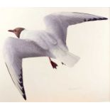 Raymond Booth (1929-2015) "Black Headed Gull" Inscribed, pencil and oil on paper, 40.5cm by 47cm (