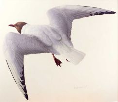 Raymond Booth (1929-2015) "Black Headed Gull" Inscribed, pencil and oil on paper, 40.5cm by 47cm (