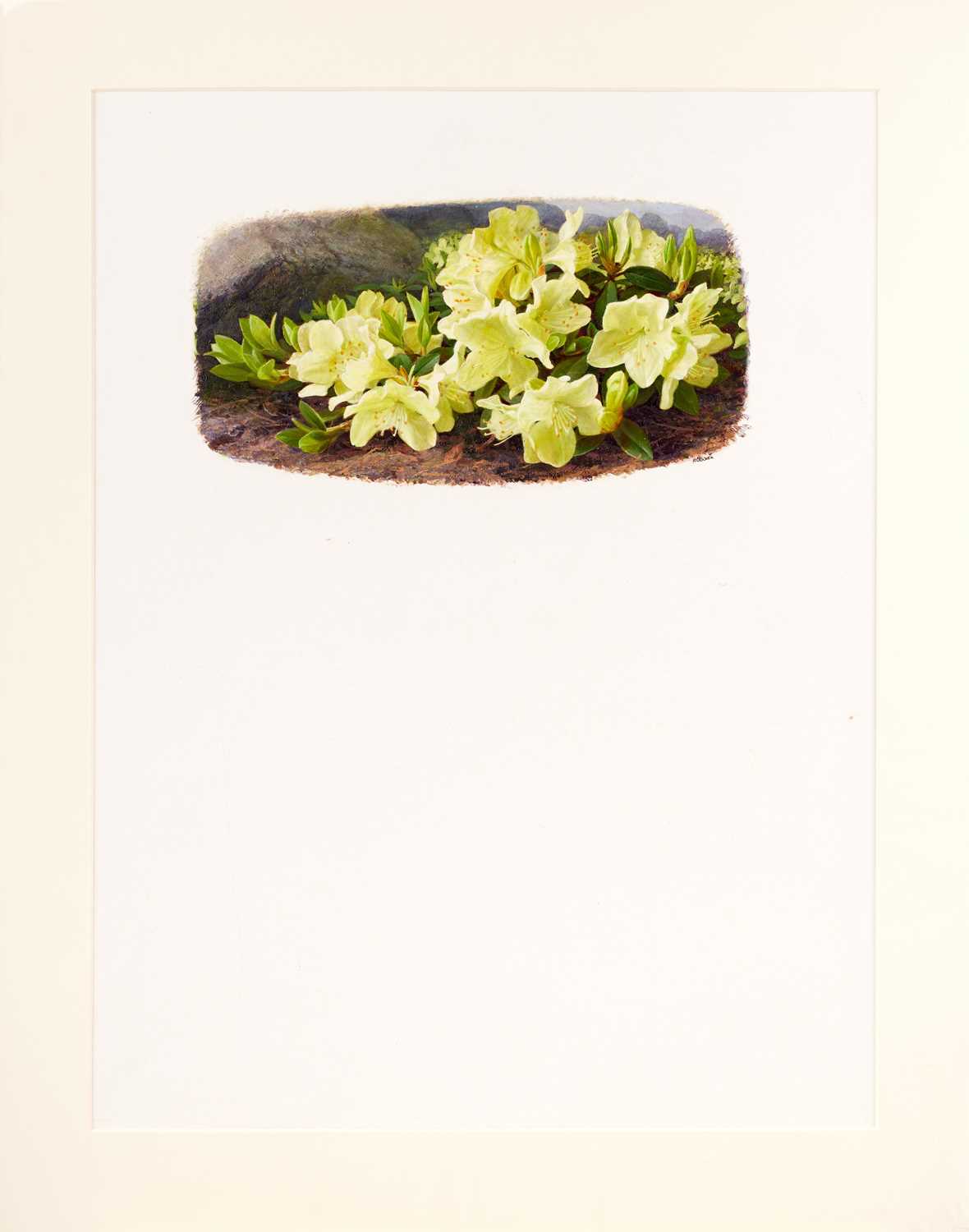 Raymond Booth (1929-2015) "Rhododendron Keiskei var Cordifolia" (plate 25, p. 54) Signed, oil on - Image 3 of 3