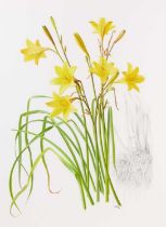 Raymond Booth (1929-2015) “Hemerocallis Dumortierie” (1987) Signed and dated 1987, pencil and oil on