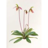Raymond Booth (1929-2015) “Paphiopedilum Appletonianum” Signed, oil on paper, 47.5cm by 35cm
