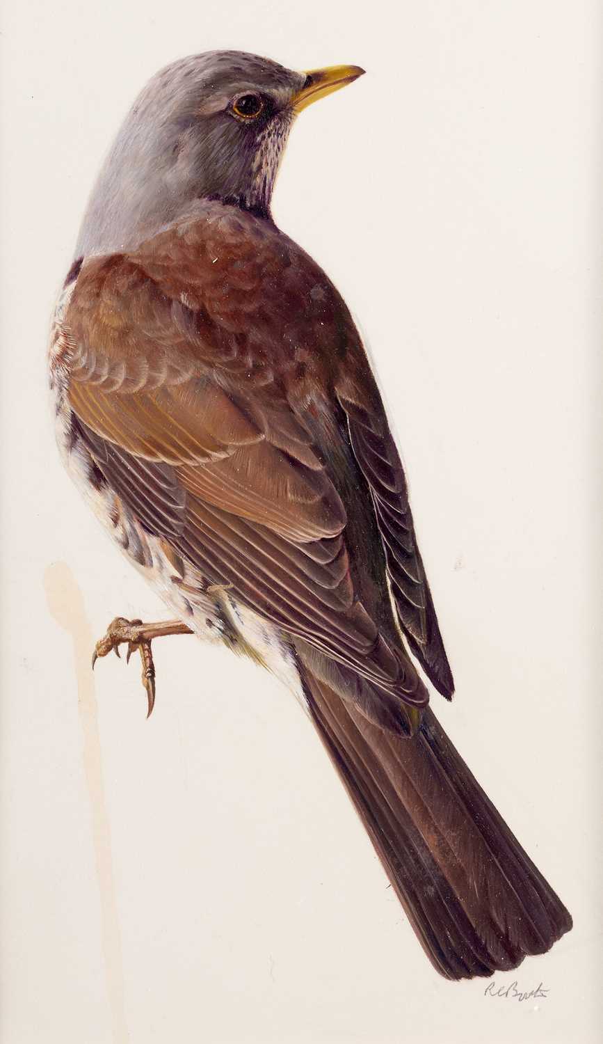 Raymond Booth (1929-2015) Study of a bird Signed, pencil and oil on paper, 24.5cm by 14cm (unframed)