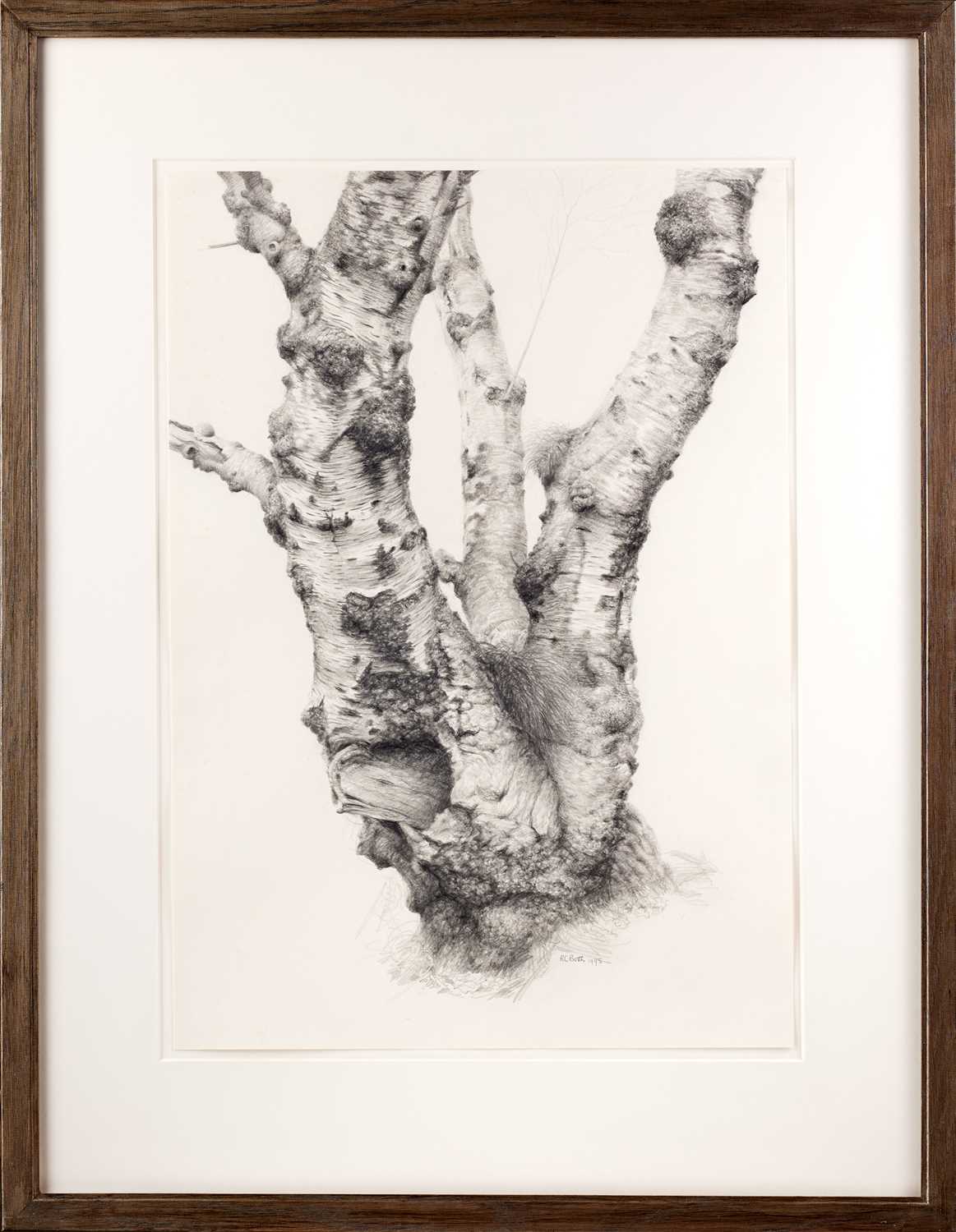 Raymond Booth (1929-2015) “Tree Study” Signed and dated 1995, pencil, 50.5cm by 35.5cm - Image 2 of 3