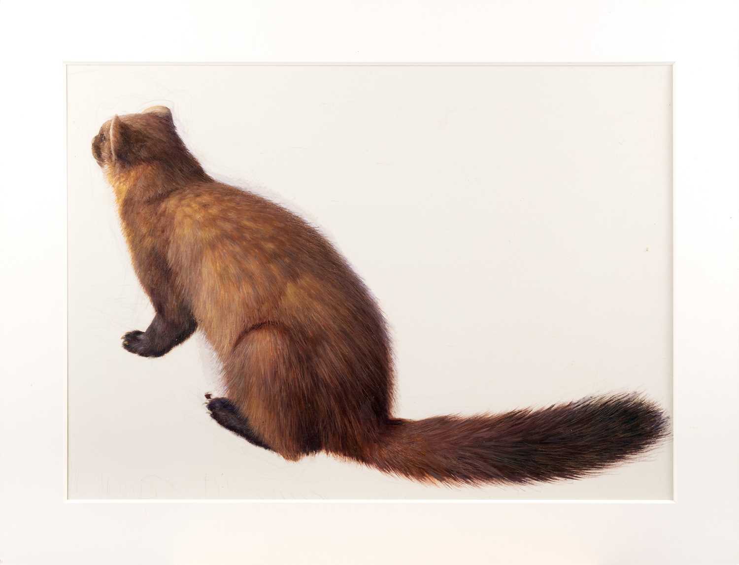 Raymond Booth (1929-2015) "Study of a Marten" Pencil and oil on paper, together with a further - Image 3 of 6