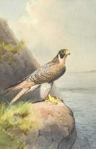 John Cyril Harrison (1898-1985) Peregrine Falcon Signed, watercolour, 44cm by 29cm Sold together
