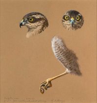 George Morrison Reid Henry (1891-1983) "Accipiter nisus" - Studies of a Eurasian Sparrow Hawk