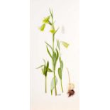 Raymond Booth (1929-2015) Study of yellow Fritillaria and bulb Signed, pencil and oil on paper, 46cm