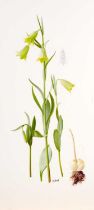 Raymond Booth (1929-2015) Study of yellow Fritillaria and bulb Signed, pencil and oil on paper, 46cm