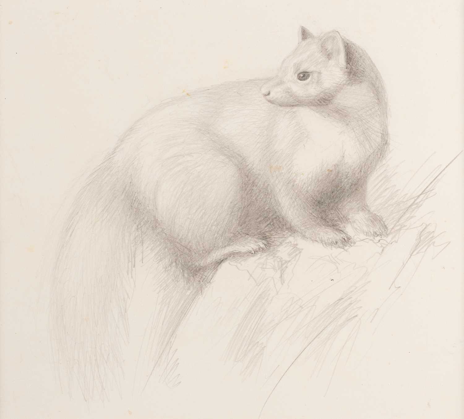 Raymond Booth (1929-2015) "Study of a Marten" Pencil and oil on paper, together with a further - Image 2 of 6