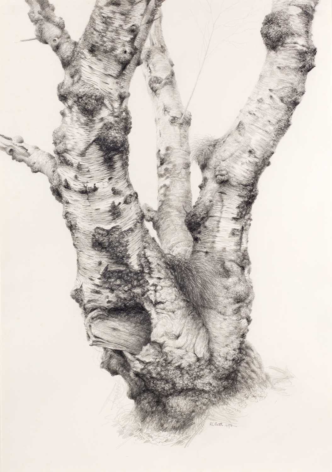 Raymond Booth (1929-2015) “Tree Study” Signed and dated 1995, pencil, 50.5cm by 35.5cm
