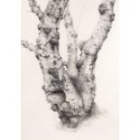 Raymond Booth (1929-2015) “Tree Study” Signed and dated 1995, pencil, 50.5cm by 35.5cm