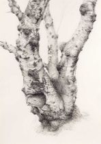 Raymond Booth (1929-2015) “Tree Study” Signed and dated 1995, pencil, 50.5cm by 35.5cm