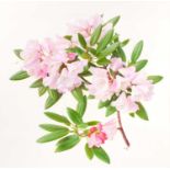 Raymond Booth (1929-2015) “Rhododendron Maculiferum Anwheiense” Signed and dated 1998, oil on paper,
