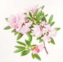 Raymond Booth (1929-2015) “Rhododendron Maculiferum Anwheiense” Signed and dated 1998, oil on paper,