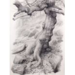 Raymond Booth (1929-2015) “Tree Study” (1994) Signed and dated 1994, pencil, 64.5cm by 47.5cm