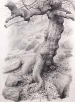 Raymond Booth (1929-2015) “Tree Study” (1994) Signed and dated 1994, pencil, 64.5cm by 47.5cm