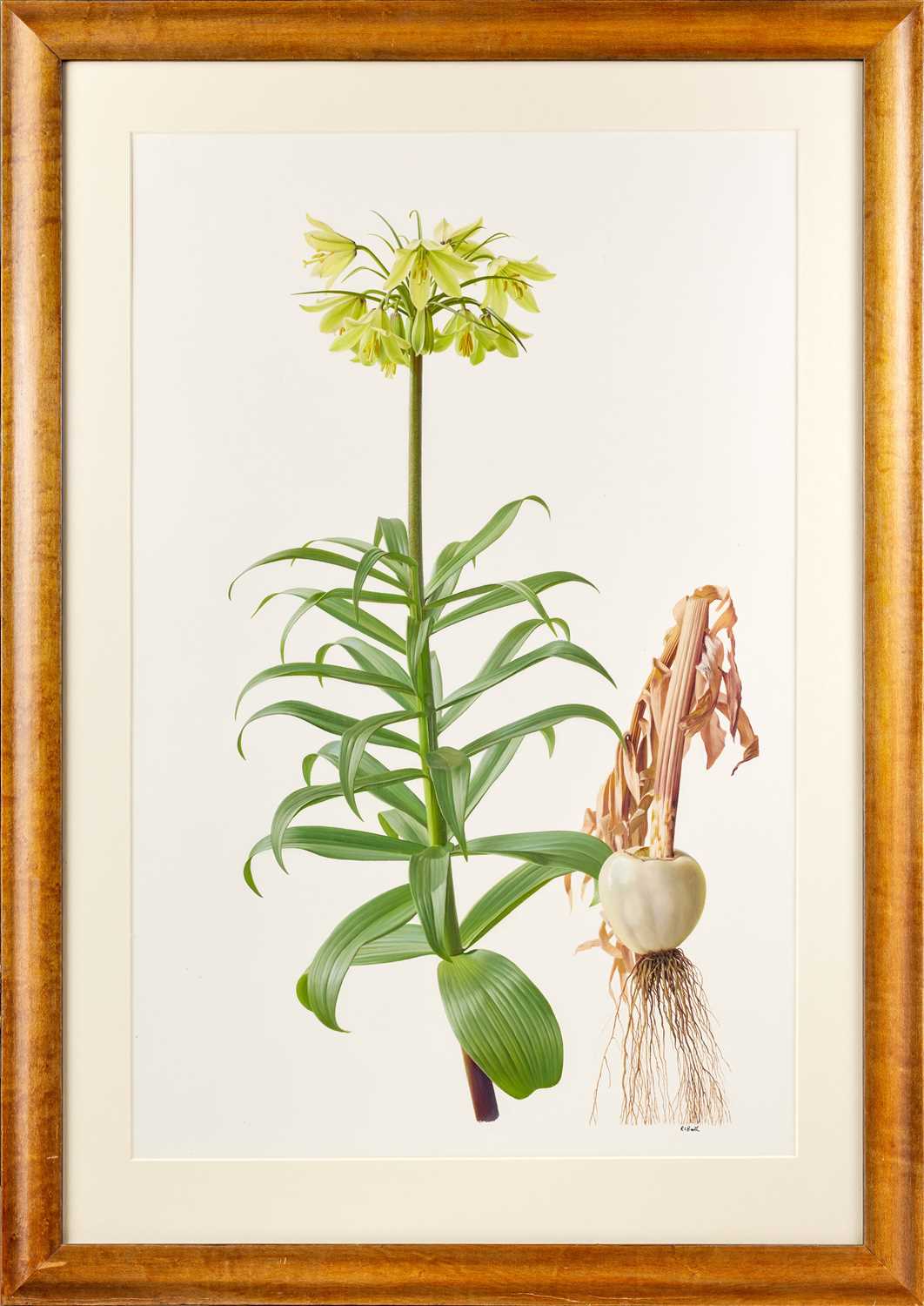 Raymond Booth (1929-2015) “Fritillaria Eduardii” Signed, oil on paper, 67.5cm by 43.5cm - Image 2 of 3