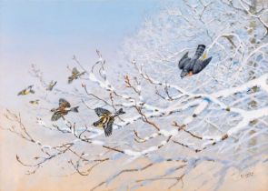 George Edward Lodge (1860-1954) ''The Raid in the Snow'' - Sparrowhawk and Bramblings Signed,