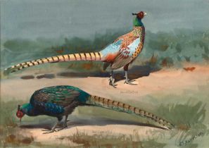 John Cyril Harrison (1898-1985) Pheasant in a landscape Signed, watercolour, 35.5cm by 50cm The