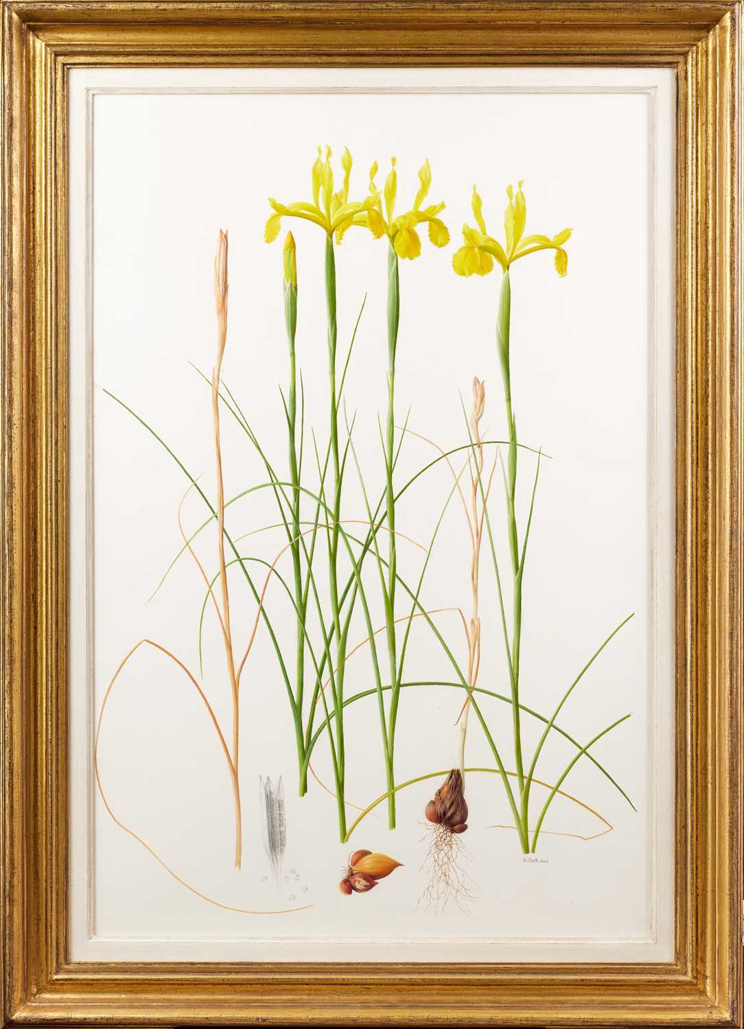 Raymond Booth (1929-2015) “Iris Spuria” (2002) Signed and dated 2002, pencil and oil on paper, 71. - Image 2 of 15