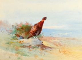 Attributed to Archibald Thorburn FZS (1860-1935) Red grouse calling on a rocky outcrop Signed and