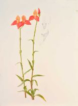 Raymond Booth (1929-2015) Slipper Orchid Pencil and oil on paper, 74.5cm by 55cm (unframed)