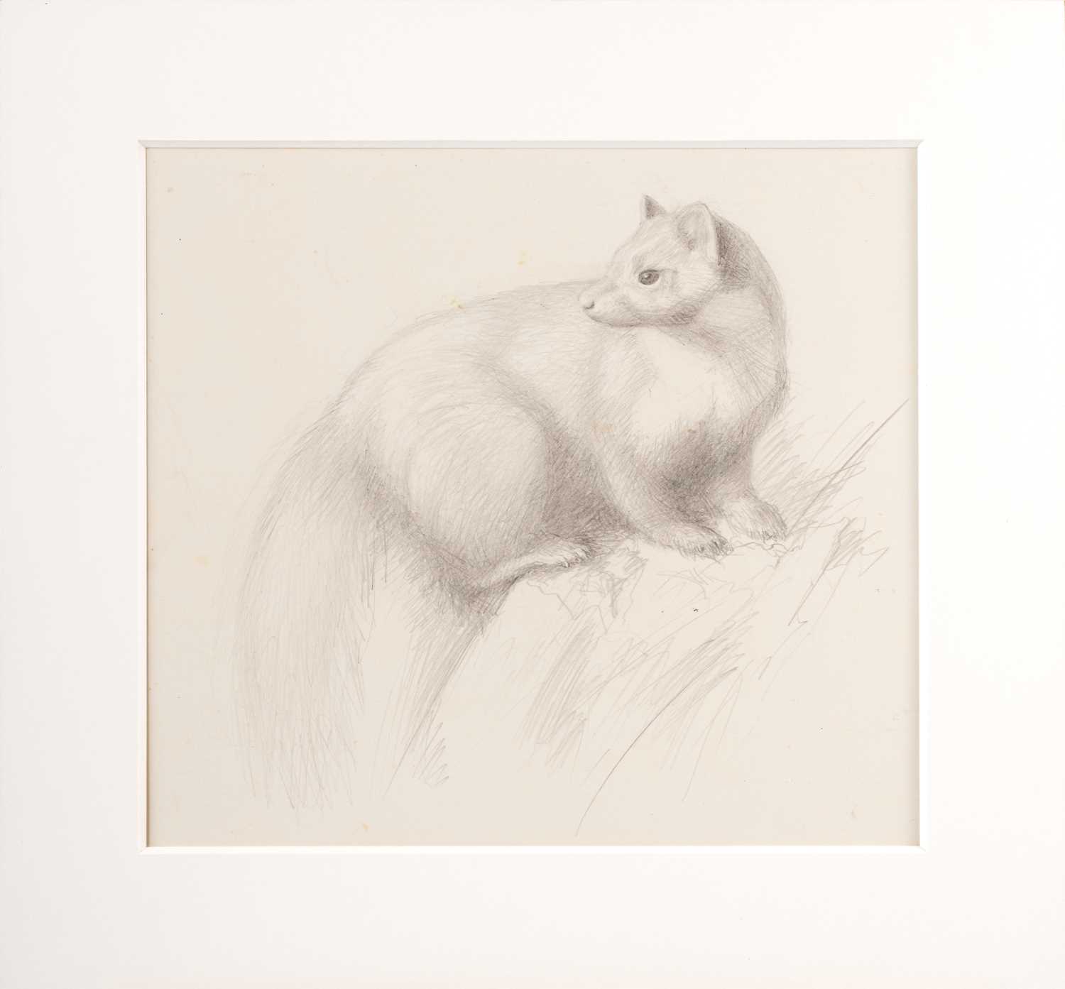 Raymond Booth (1929-2015) "Study of a Marten" Pencil and oil on paper, together with a further - Image 4 of 6