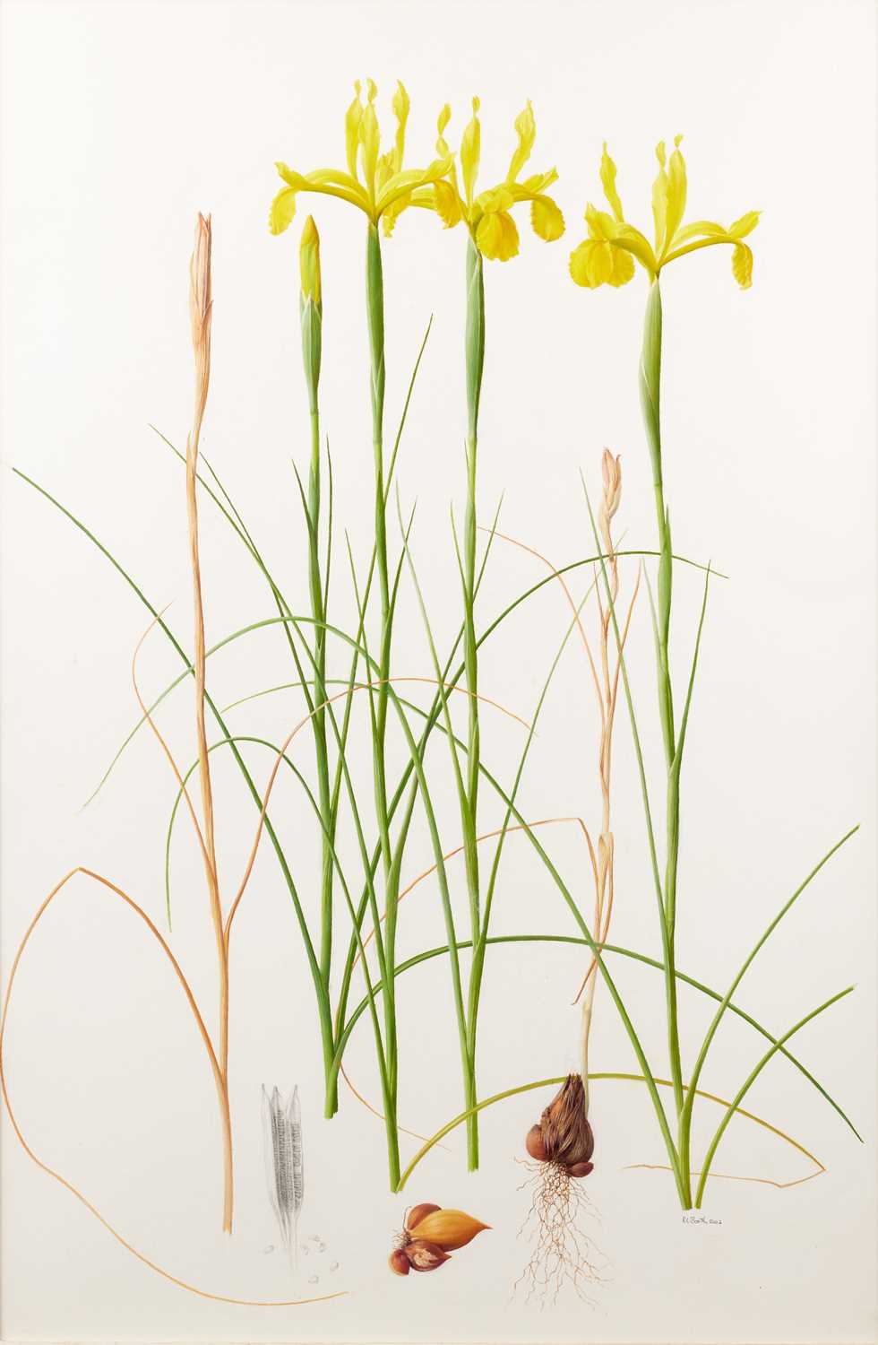 Raymond Booth (1929-2015) “Iris Spuria” (2002) Signed and dated 2002, pencil and oil on paper, 71.