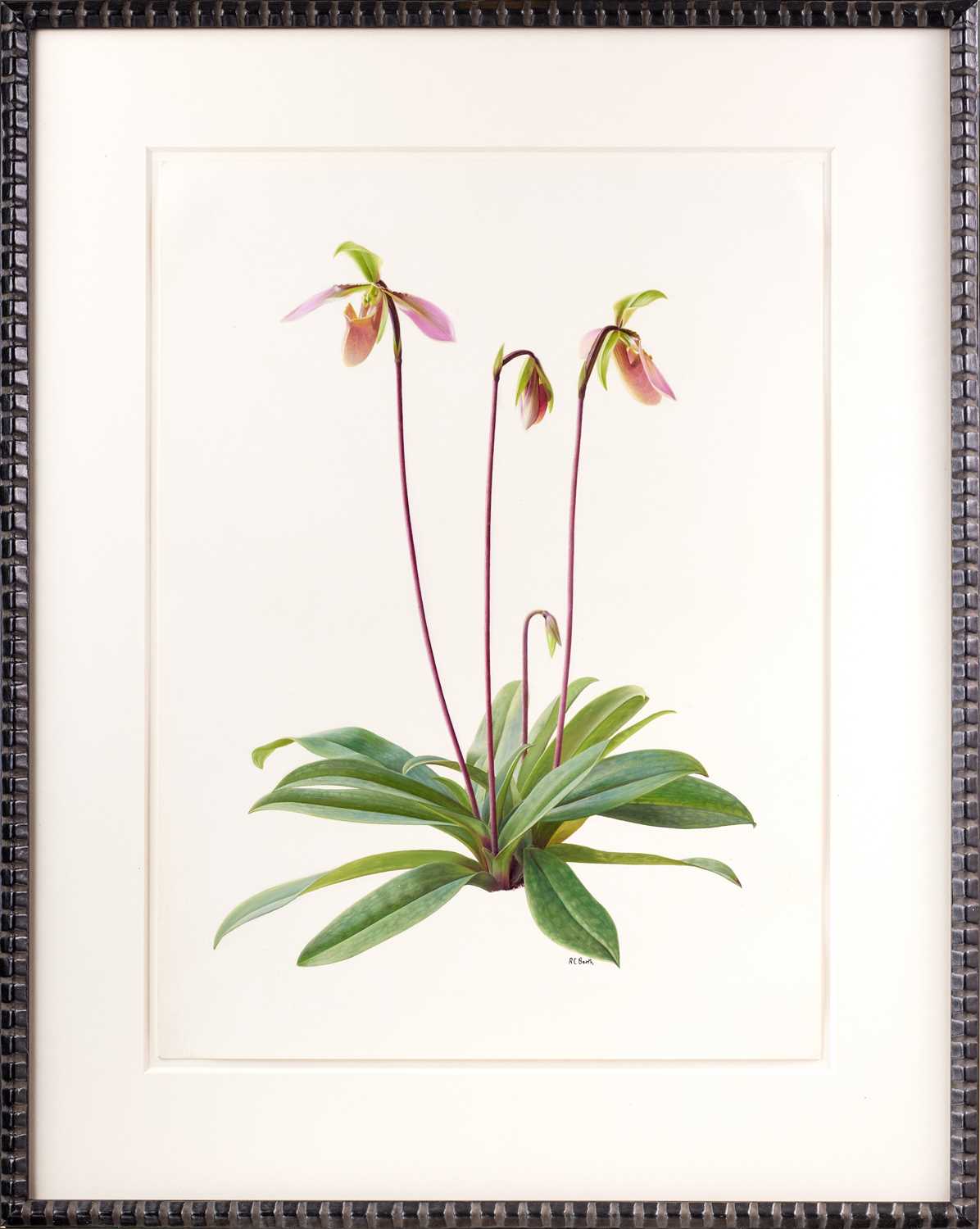 Raymond Booth (1929-2015) “Paphiopedilum Appletonianum” Signed, oil on paper, 47.5cm by 35cm - Image 2 of 17