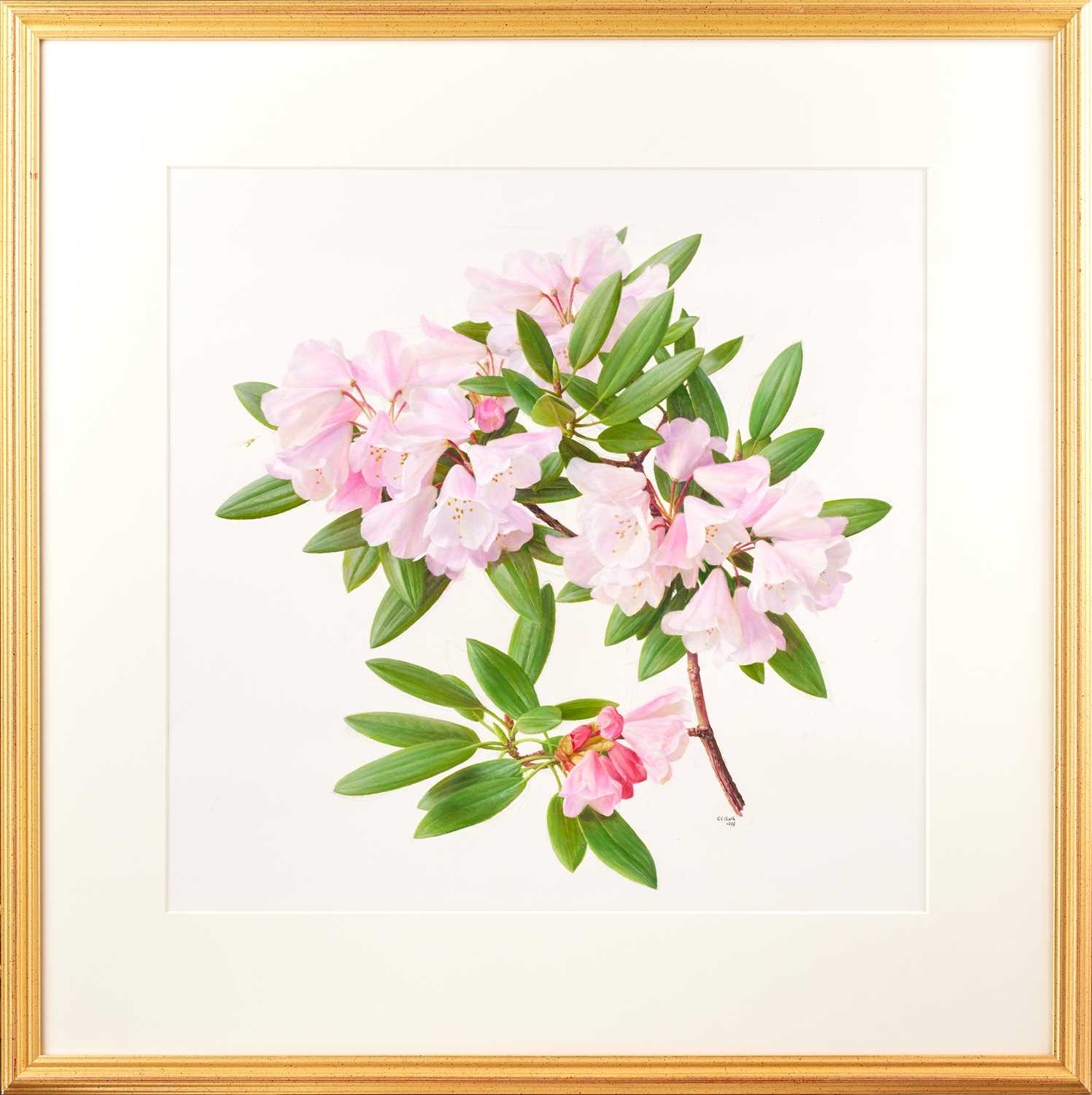 Raymond Booth (1929-2015) “Rhododendron Maculiferum Anwheiense” Signed and dated 1998, oil on paper, - Image 2 of 3