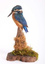 Taxidermy: European Kingfisher (Alcedo athis), modern, by Adrian Johnstone, Taxidermy, Gainford,