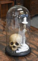 Collectables: A Re-creation of a Human Skull under Dome, a resin re-creation of an adult upper human