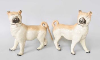 A Pair of Staffordshire Pottery Pugs, each 20cm high One pug with a repaired paw and losses to the